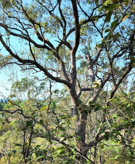 The Black Cockatoo - Secret Garden Treetops Home Katoomba Exteriér fotografie